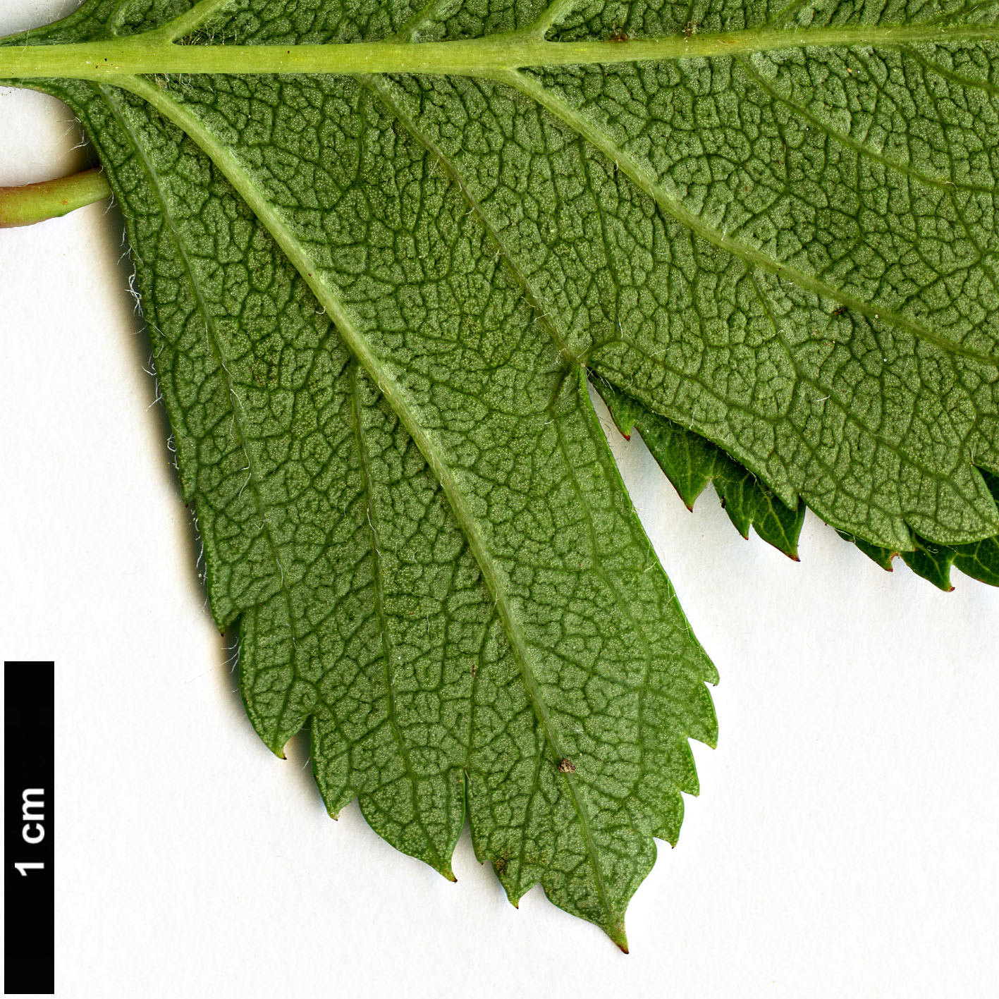 High resolution image: Family: Rosaceae - Genus: Crataegus - Taxon: ×kyrtostyla (C.monogyna × C.rhipidophylla)